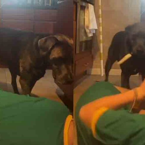 Girl pretends to choke to see dog's reaction, he grabbed a knife and tried to finish the job - photo licensed by shore news network.