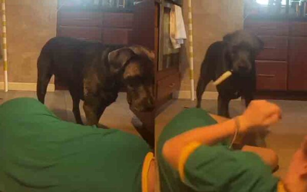 Girl pretends to choke to see dog's reaction, he grabbed a knife and tried to finish the job