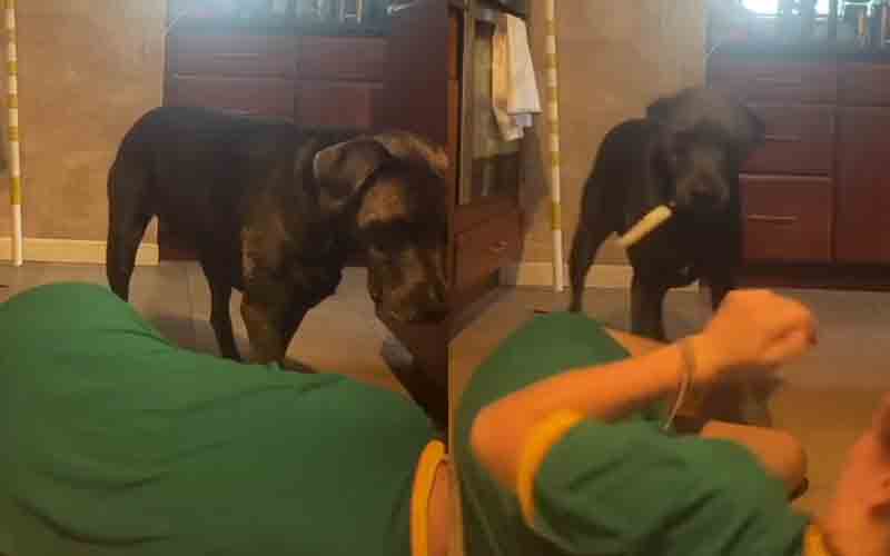 Girl pretends to choke to see dog's reaction, he grabbed a knife and tried to finish the job