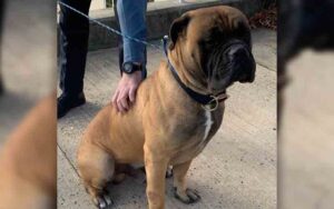 Do you know him? Police holding lost dog in howell