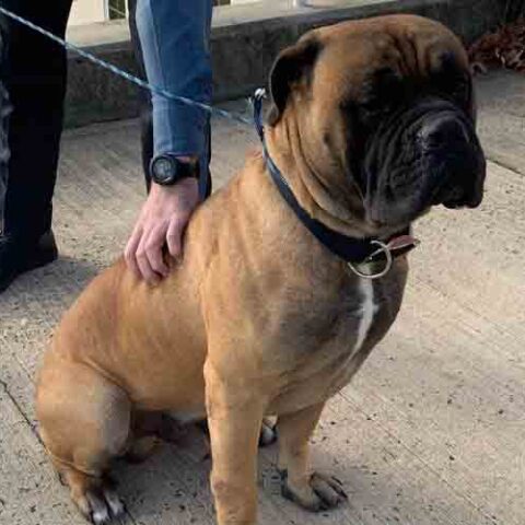 Do you know him? Police holding lost dog in howell - photo licensed by shore news network.