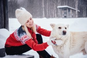 7 holiday gift ideas for pets