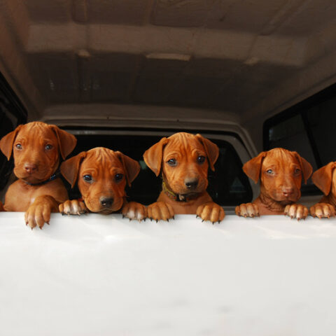 Maryland man sentenced to 30-month prison term for scam involving fake sales of puppies - photo licensed by shore news network.