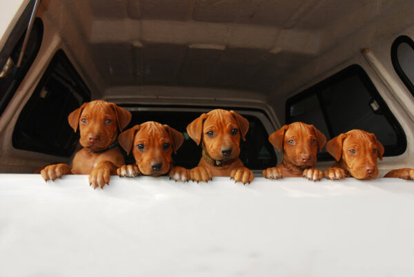Maryland Man Sentenced to 30-Month Prison Term for Scam Involving Fake Sales of Puppies