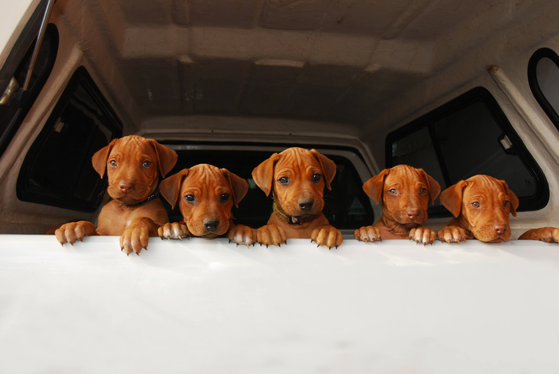 Maryland Man Sentenced to 30-Month Prison Term for Scam Involving Fake Sales of Puppies