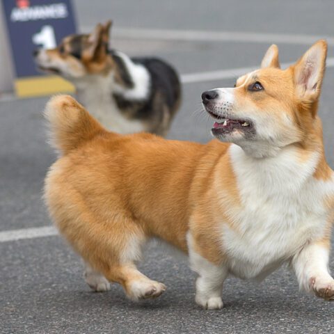 Video of corgi murder by chinese health workers prompts outrage - photo licensed by shore news network.