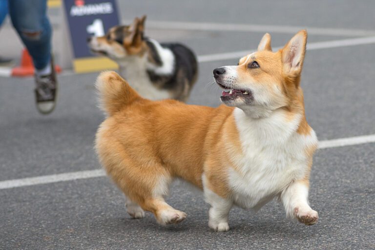 Video of corgi murder by chinese health workers prompts outrage - photo licensed by shore news network.