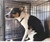 Dallas PD Needs Help identifying Suspect Who Abandoned Dog in Crate Near Roadway