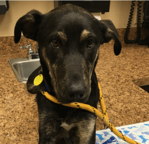 Identity Sought of Animal Cruelty Suspect Who Shot Dog in Dallas