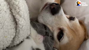 Sweet beagle is proof you can always love again