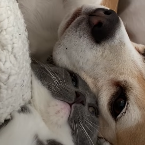 Sweet beagle is proof you can always love again - photo licensed by shore news network.