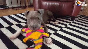 Puppy dumped in a gutter makes miracle recovery