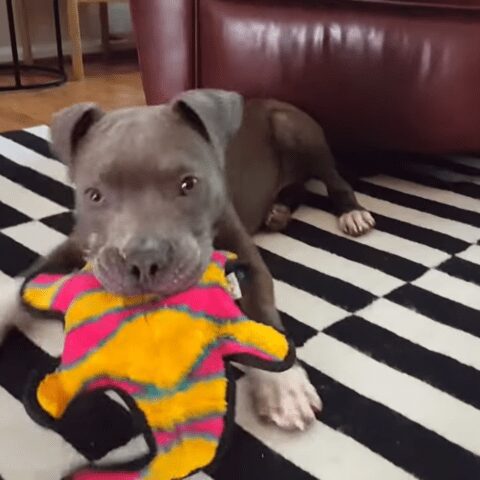 Puppy dumped in a gutter makes miracle recovery - photo licensed by shore news network.