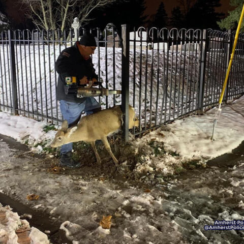 First responders rescue deer caught in amherst cemetery fence - photo licensed by shore news network.