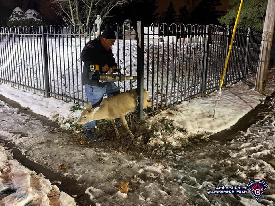 First responders rescue deer caught in Amherst cemetery fence