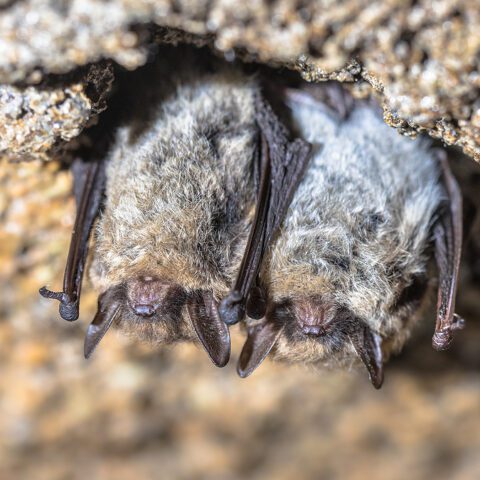 Nih director says wuhan lab leak theory is just a 'huge distraction', says virus came from bats - photo licensed by shore news network.