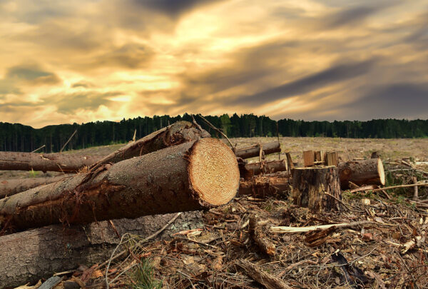 Electric Vehicle Push Is Sparking Massive Deforestation, Environmental Damage