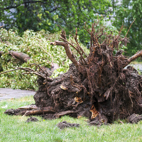 Chain of tornadoes rips through iowa, kills seven people - photo licensed by shore news network.