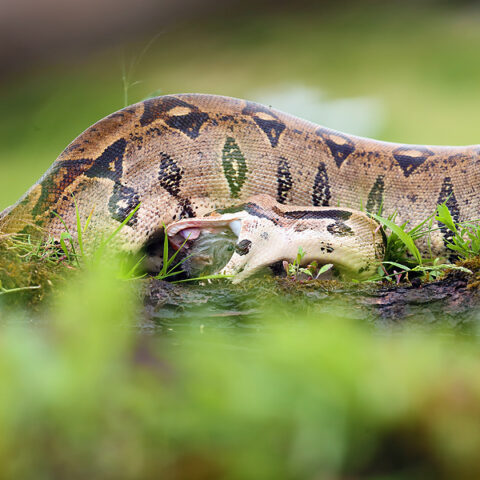 Police find a large headless snake body - photo licensed by shore news network.