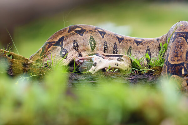 Police find a large headless snake body