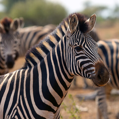 Escaped zebras caught outside dc after 4 months on the run - photo licensed by shore news network.