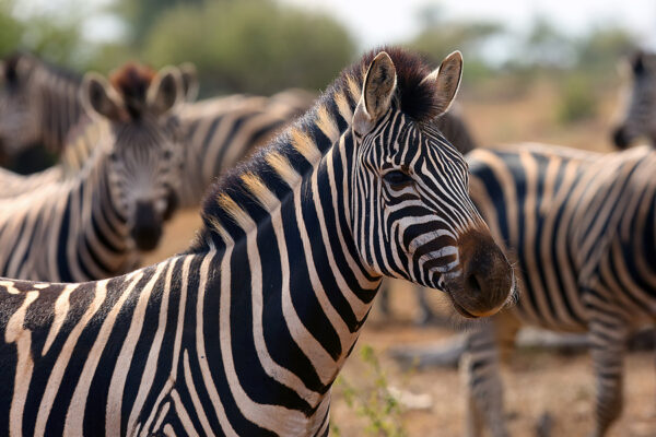 Escaped Zebras Caught Outside DC After 4 Months On The Run