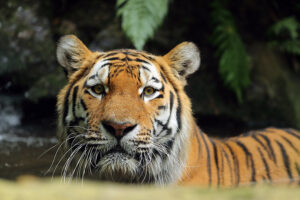 Sheriff’s deputy kills tiger after it attacked man at zoo