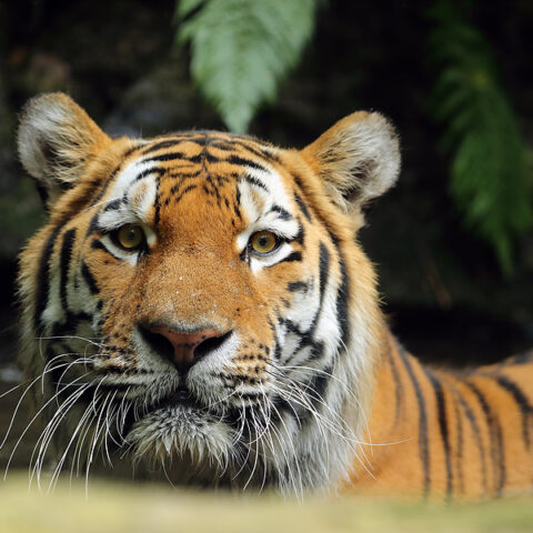 Sheriff’s deputy kills tiger after it attacked man at zoo - photo licensed by shore news network.