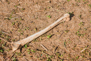 Human skeleton found as builders clear land for new home