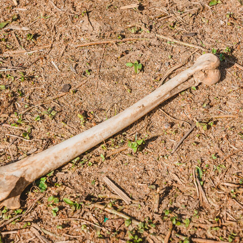 Human skeleton found as builders clear land for new home - photo licensed by shore news network.