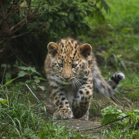 Farmer rescued two kittens, turns out they were leopard cubs - photo licensed by shore news network.