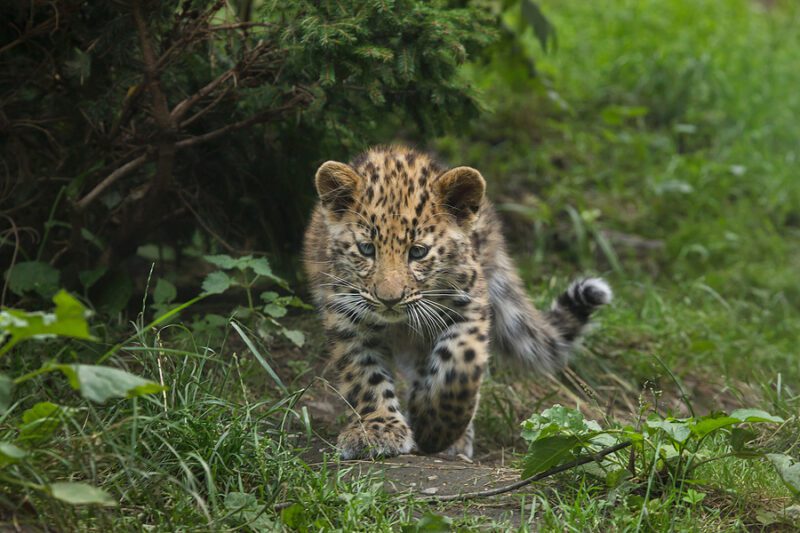 Farmer rescued two kittens, turns out they were leopard cubs