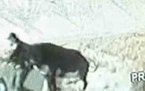 Holy cow! Cop attacked, chased by cow
