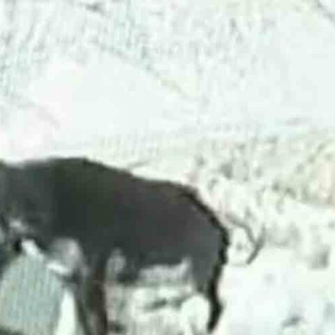 Holy cow! Cop attacked, chased by cow - photo licensed by shore news network.