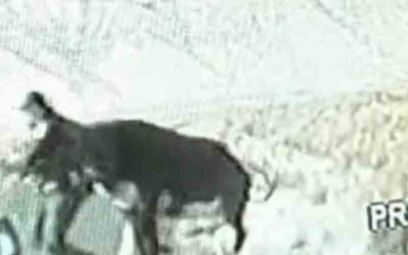 Holy Cow! Cop attacked, chased by cow