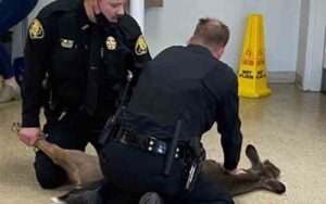 Deer breaks into Transylvania County Courthouse