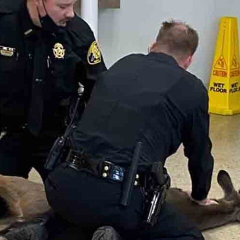 Deer breaks into transylvania county courthouse - photo licensed by shore news network.