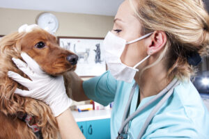 Rowan university announce new jersey's first school of veterinary medicine