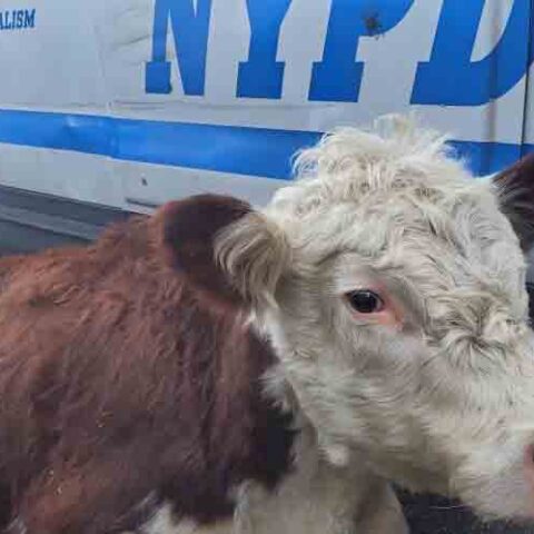 Where's the beef? Sitting next to a nypd police car as cow found wandering city streets - photo licensed by shore news network.