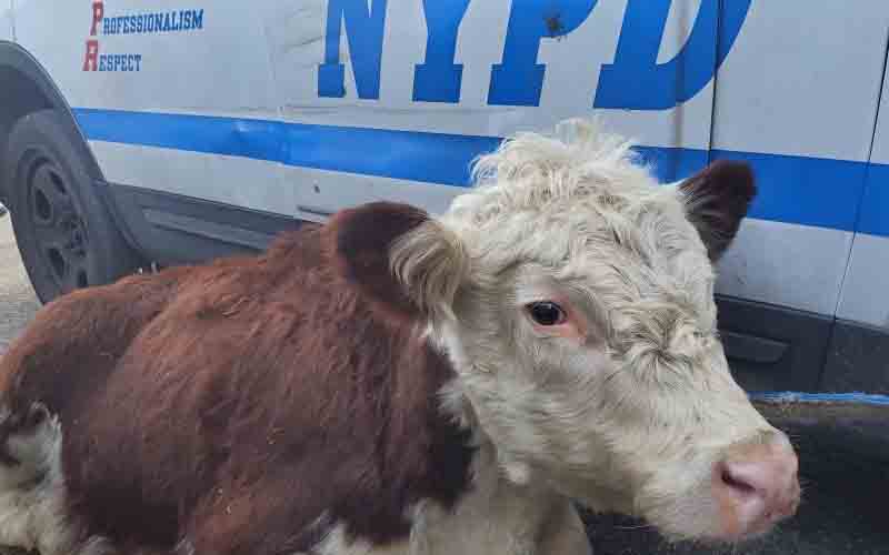 Where's the beef? Sitting next to a NYPD police car as cow found wandering city streets