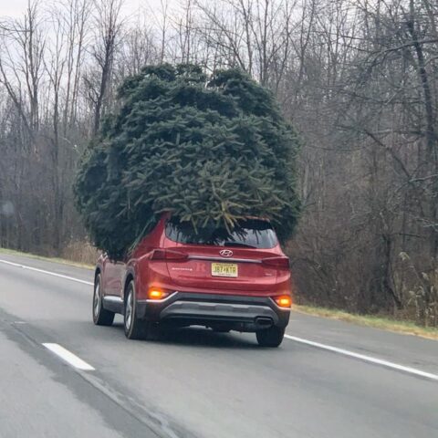 Christmas idiot? New jersey's version of clark griswold goes viral - photo licensed by shore news network.