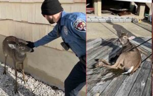 Lacey police, firefighters rescue a dozen deer from a frigid lagoon