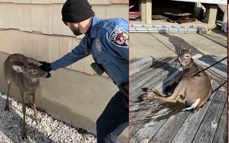 Lacey police, firefighters rescue a dozen deer from a frigid lagoon
