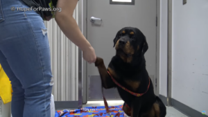 Rottweiler Puppy and his parents dumped with No food Get their happy ending Rottweiler Puppy and his parents dumped with No food Get their happy ending