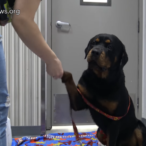 Rottweiler puppy and his parents dumped with no food get their happy ending - photo licensed by shore news network.