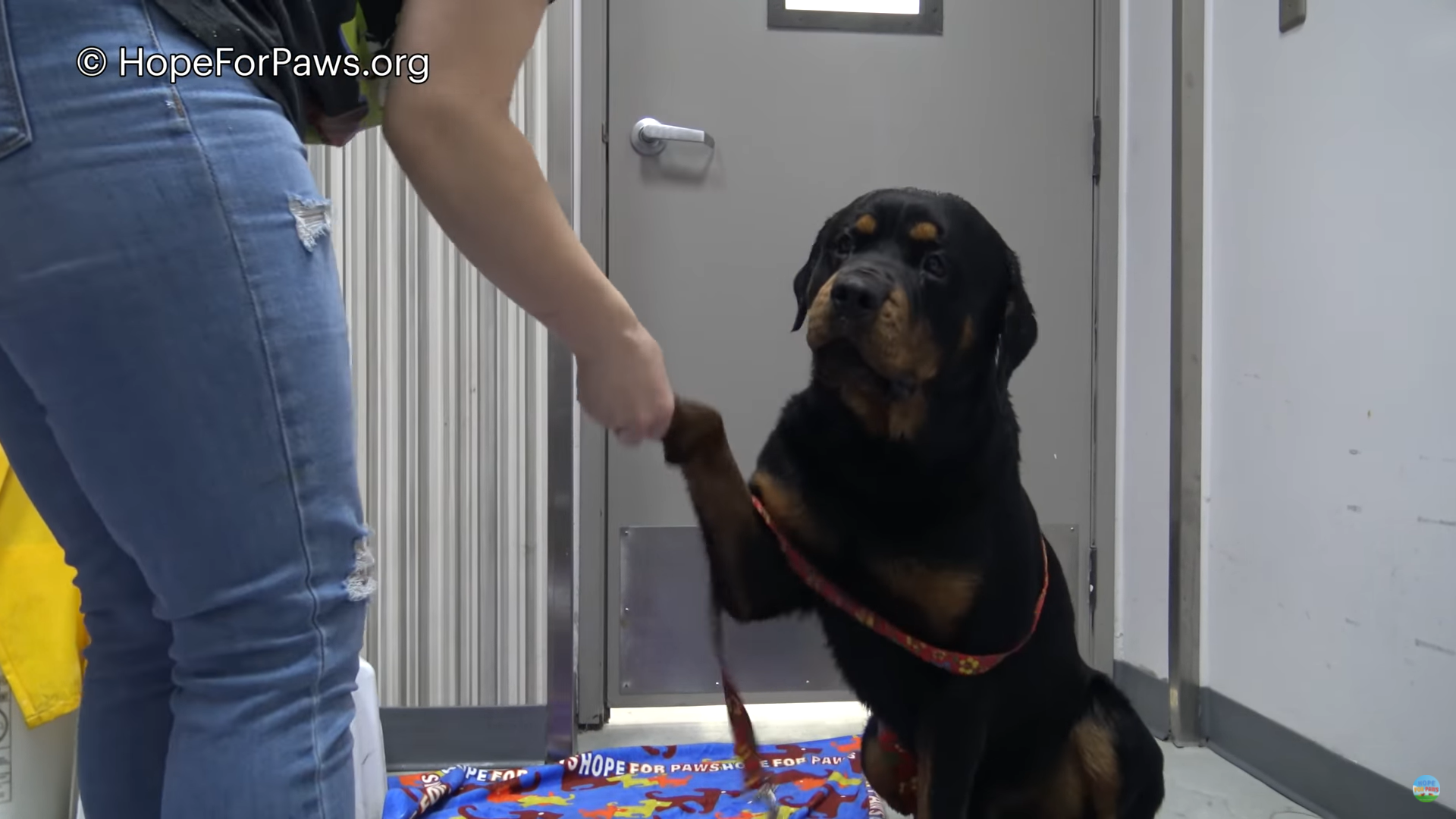 Rottweiler Puppy and his parents dumped with No food Get their happy ending