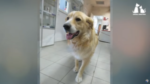 Beautiful Golden Retriever Rescued from Abandoned House Makes Miracle Cancer Recovery