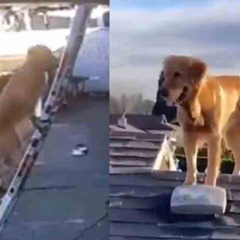 Watch this dog climb a ladder to help owner take down rooftop christmas lights - photo licensed by shore news network.