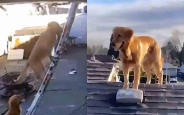 Watch this dog climb a ladder to help owner take down rooftop Christmas lights
