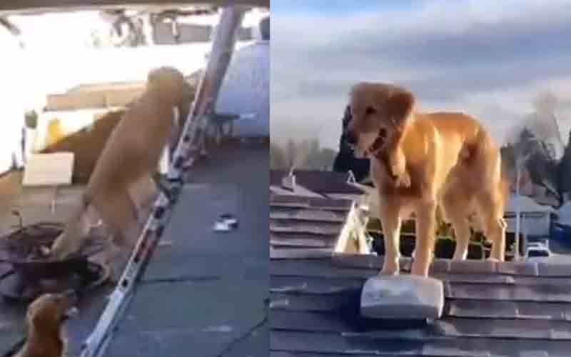 Watch this dog climb a ladder to help owner take down rooftop Christmas lights